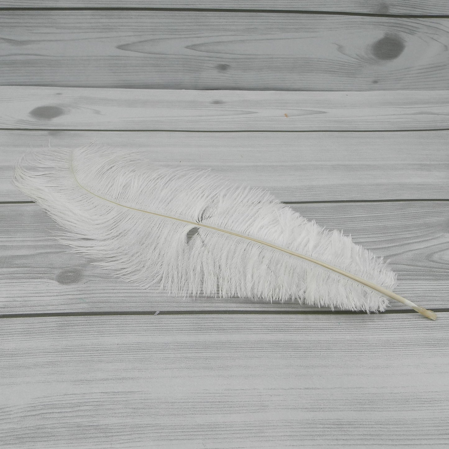 Piuma Bianca Artemio