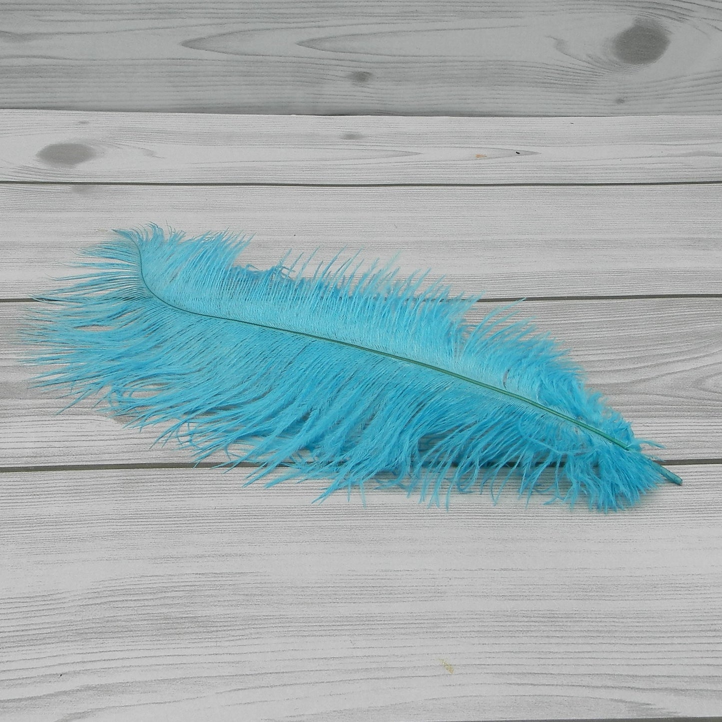 Piuma Azzurra Artemio