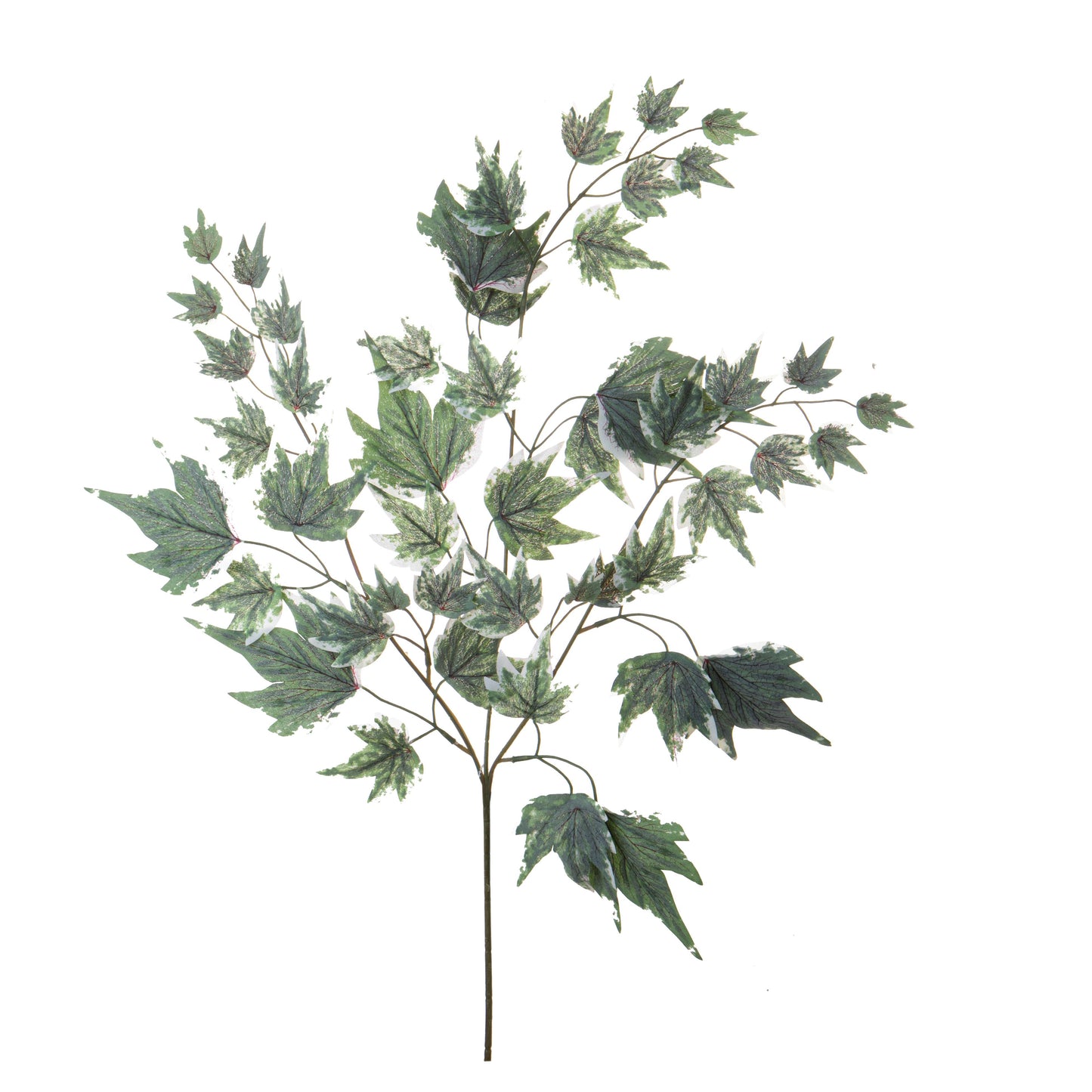 Acero Variegato 69cm