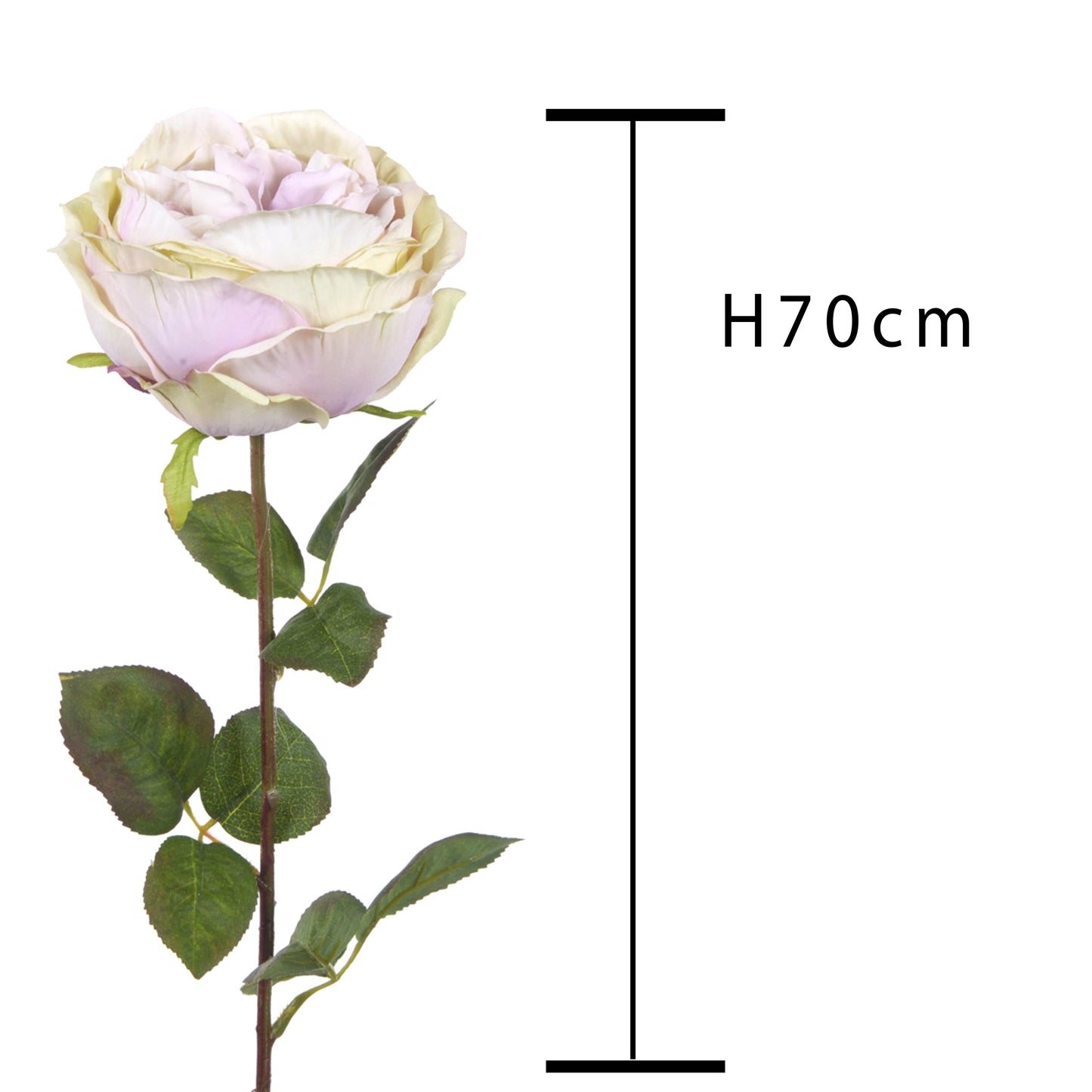 Pink Cabbage Peach Cod. Ro087