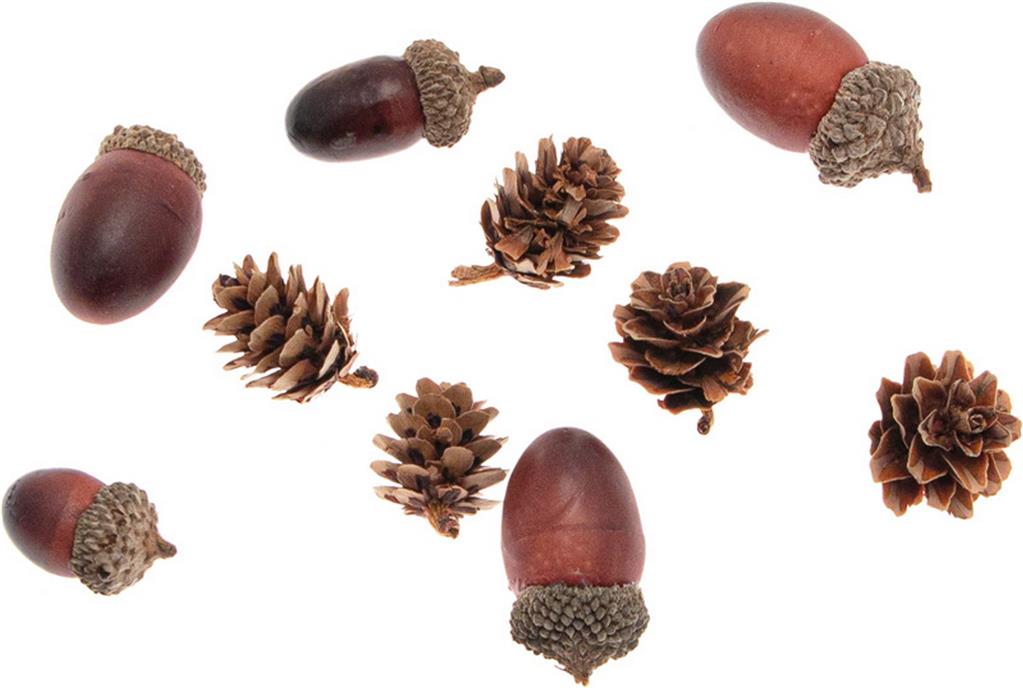 Larch pine cones + acorns Stafil Cod. 5981-41